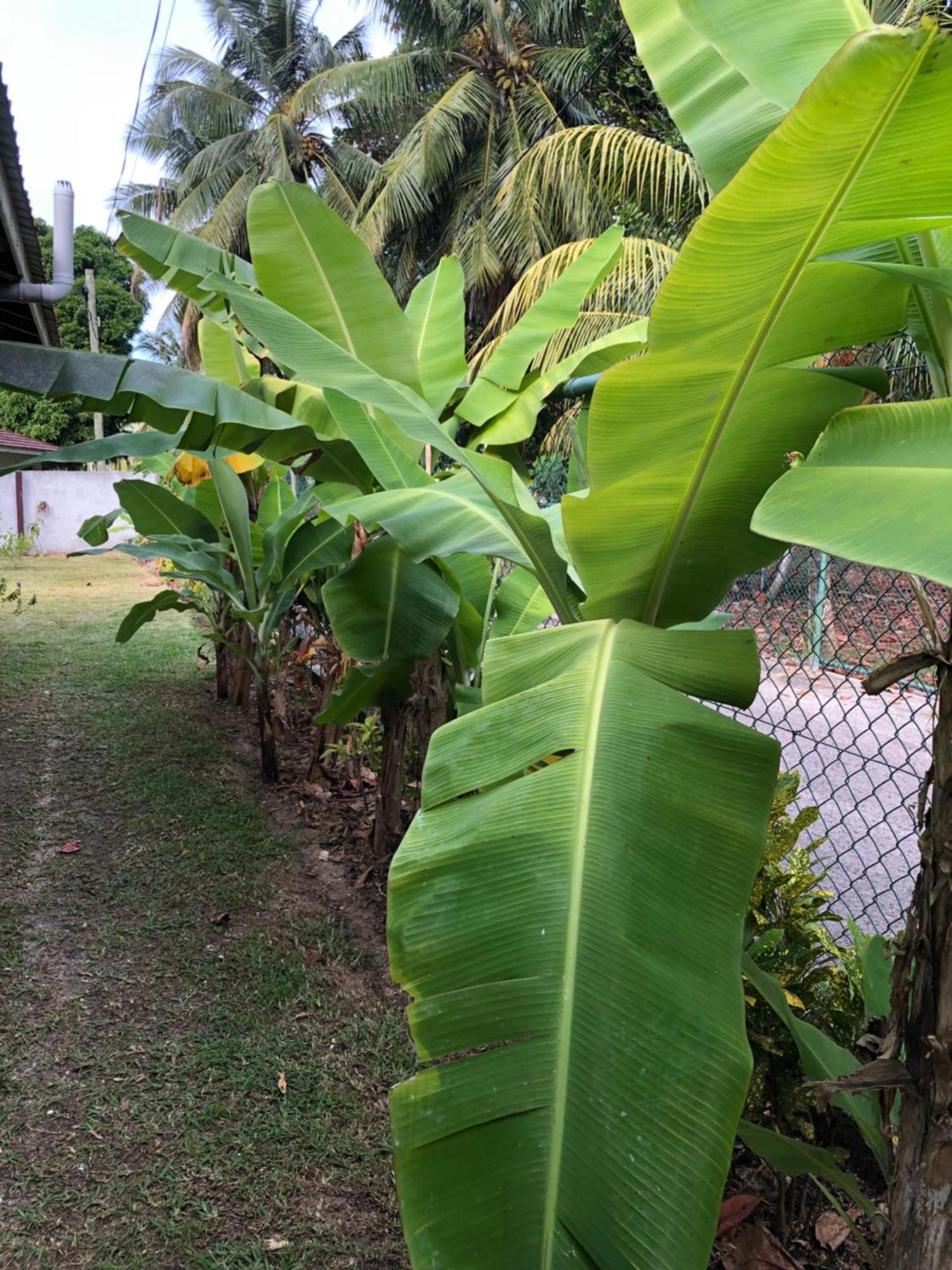 Hcs Bungalows Turtle Bay Rustic Bungalow Au Cap Exterior photo